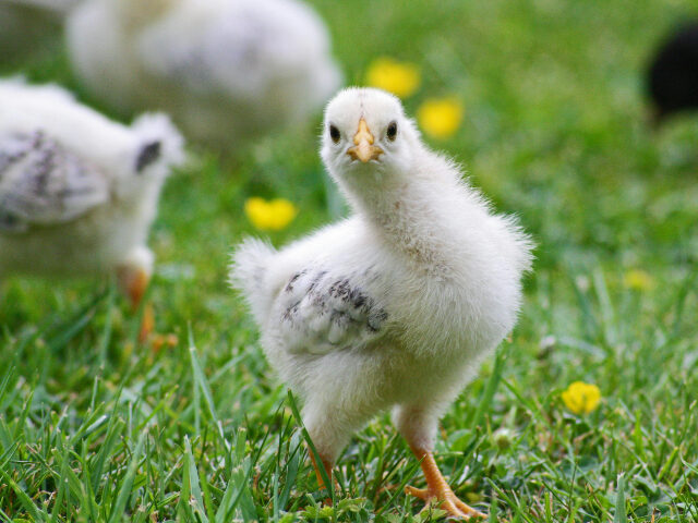 Deadly Strain of Bird Flu Not Seen Since 2017 Detected at Mississippi Farm