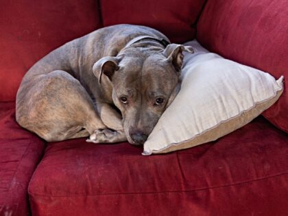 CLARYVILLE, NY - FEBRUARY 3: A rescued pitbull sits on her owners couch, February 3, 2024