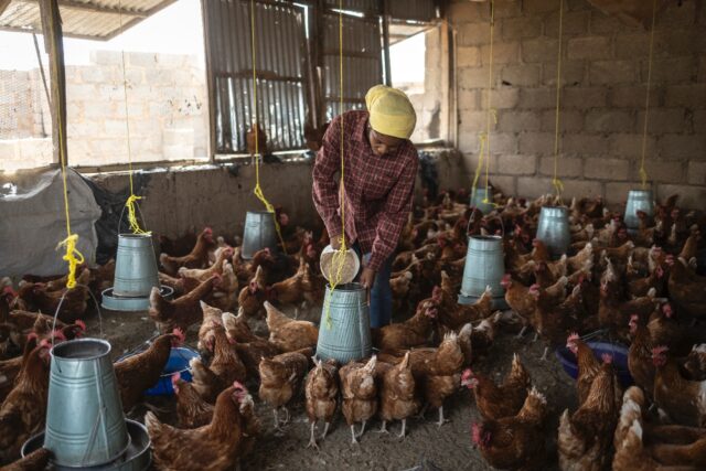 Atsuku Msenhemba Mercy feeds chickens at her Jos farm which benefits from Anatsor local st