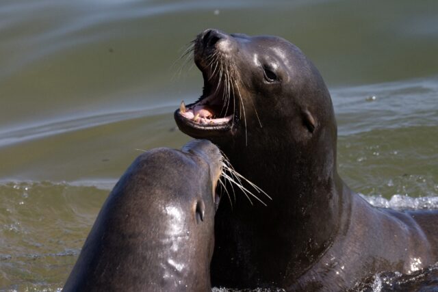 California sea lions are a common sight along much of the west coast of North America, inc