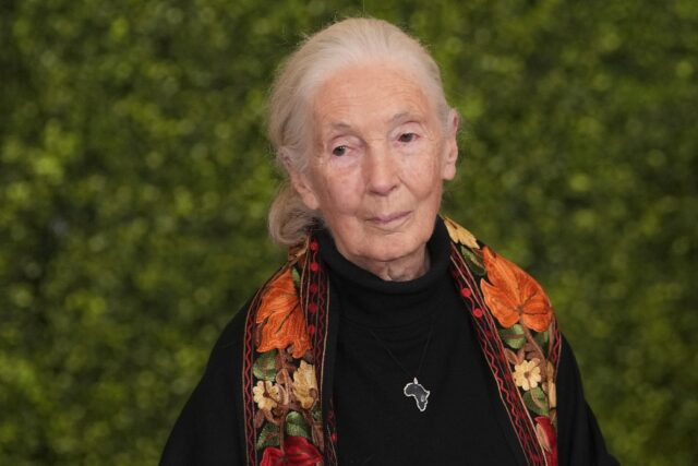 Ethologist and conservationist Jane Goodall will receive the Sierra Club Lifetime Achievem
