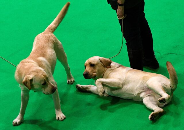 Labrador Retriever dogs wait in the judging ring on the final day of the Crufts dog show a