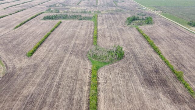 A newly planted canola field near Davidson, Saskatchewan, Canada in May 2023. Farmers are
