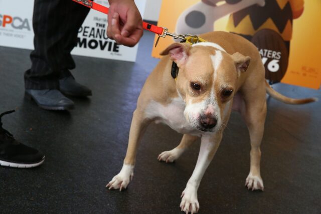 Pit bull file picture: A year-old dog named Oreo shot its owner in Memphis