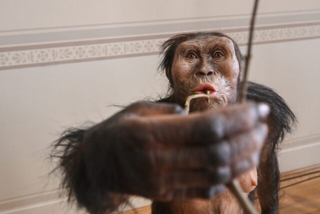 A reconstruction of the famous Austrolopithecus afarensis Lucy. Which hominin made the bon