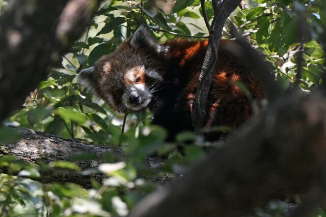 Nepal community efforts revive red panda population - Breitbart