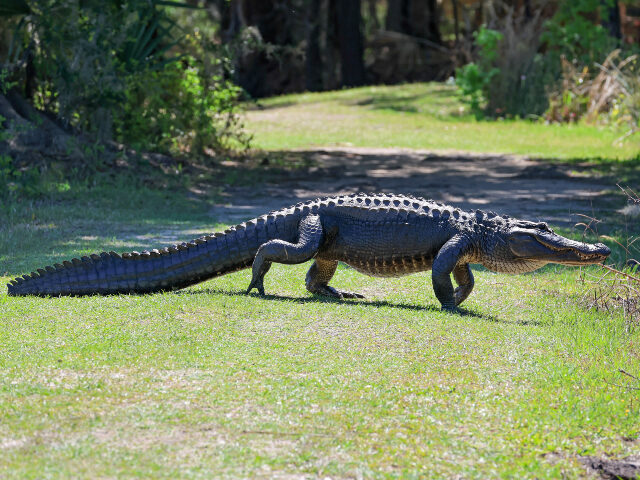Alligator