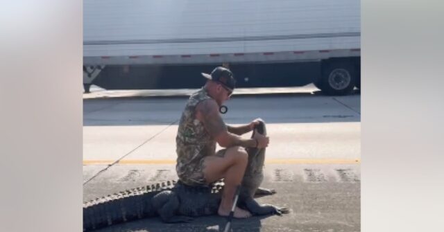 VIDEO: Barefoot Florida Man Battles 10-Foot Alligator on Highway