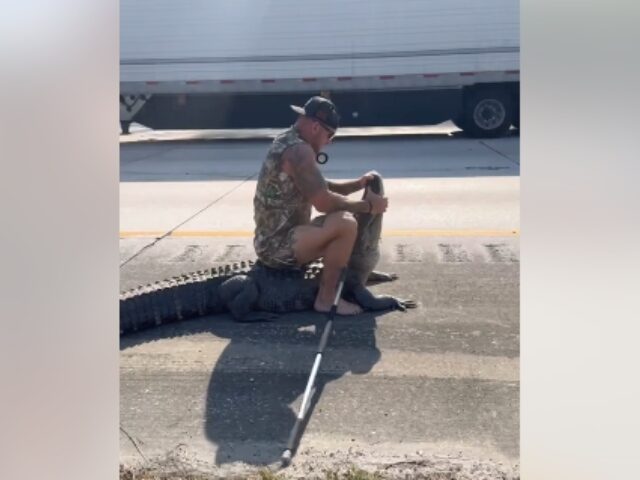Florida man wrestles alligator on highway