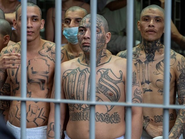 GettyImages-2206717288-2 TECOLUCA, EL SALVADOR - MARCH 26: Prisoners with MS-13 gang tattoos looks out of his cell