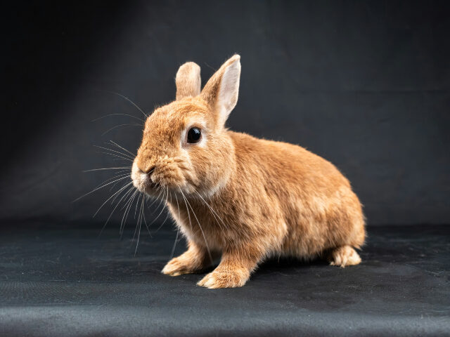 nikolett-emmert-PxQDBWT2hYg-unsplash A brown rabbit
