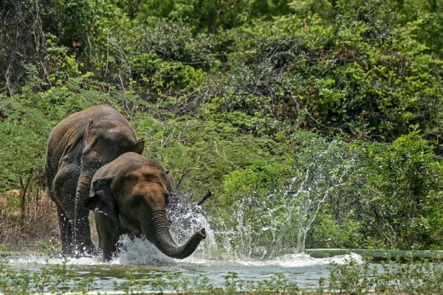 Conflict between humans and wild elephants has grown -- 629 people were killed by elephant