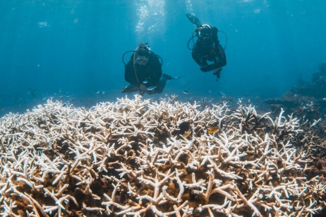 Corals turn white under heat stress, which causes them to expel the algae which give them