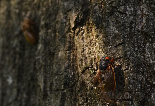 A periodical Brood X cicada climbs up an oak tree in Washington, DC on May 20, 2021