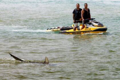 The sharks are drawn to the warm water discharged by a power station off Israel's Mediterr