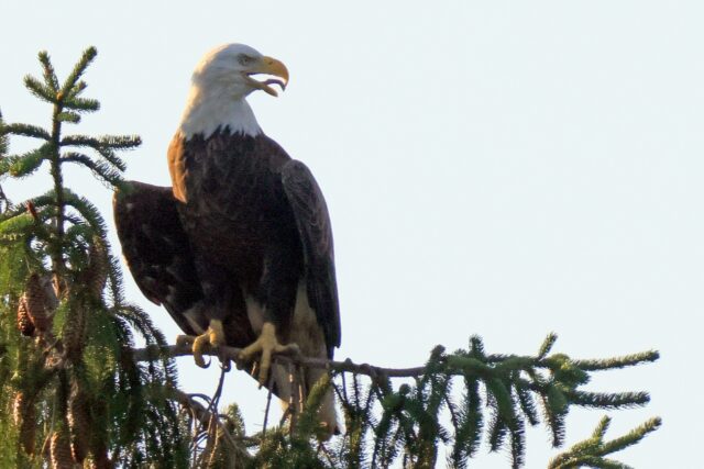 The survival of America's symbol, the bald eagle, has been credited to the Endangered Spec