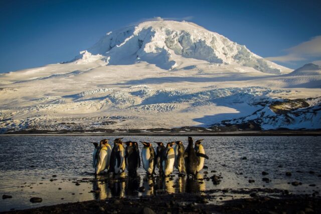 A waddle of King penguins, some of the only inhabitants of the Australian territory of Hea