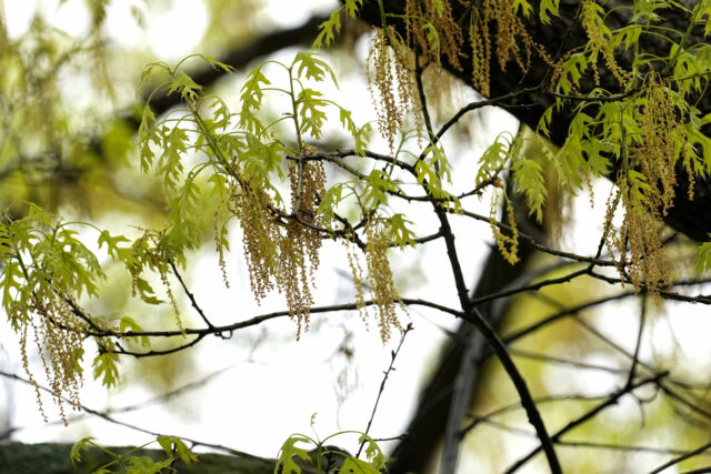 The Associated Press