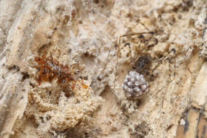 The Associated Press