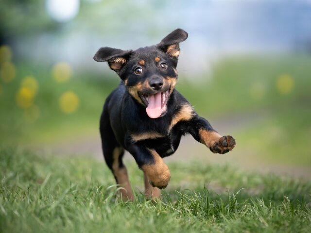 A puppy running in the grass