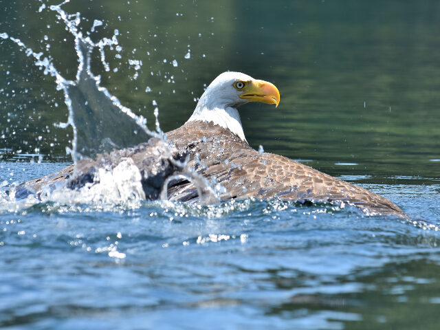WATCH: Florida Man Saves Injured Bald Eagle from Gator-Infested Lake Because ‘It’s Amer