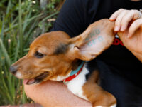 PETA Thanks Trump Administration for Ending Beagle Testing at NIH