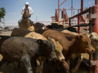 ‘National Security Issue’: Trump Administration Halts Cattle Imports from Mexico Due to