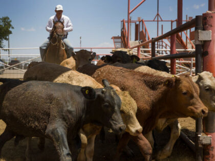 ‘National Security Issue’: Trump Administration Halts Cattle Imports from Mexico Due to