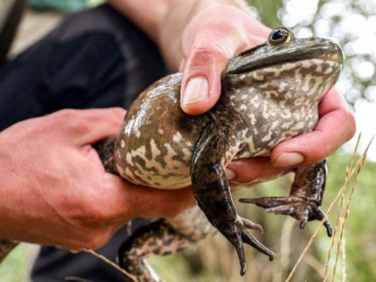 State Senator Eddie Lambert: Louisiana Bill Allows Residents to be Armed While Frog Hunting