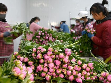 China Flaunts Farm Deal with Saudi Arabia After Trump Visit