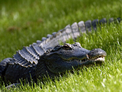 VIDEO: Florida Researchers Reveal What Causes 96 Percent of Alligator Bites