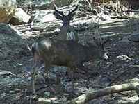 PHOTO: Wildlife Return to Burn Scar in the Mountains Above Pacific Palisades