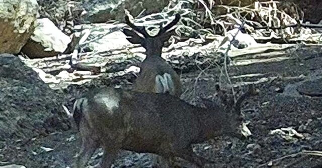 PHOTO: Wildlife Return to Burn Scar in the Mountains Above Pacific Palisades