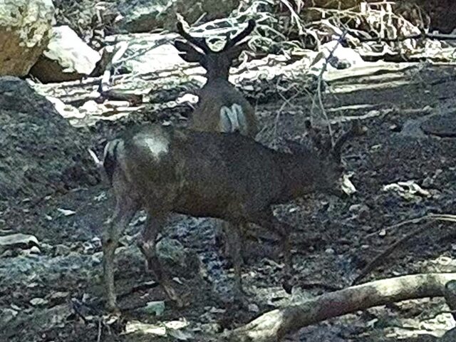 Deer in Topanga (Joel Pollak / Breitbart News)