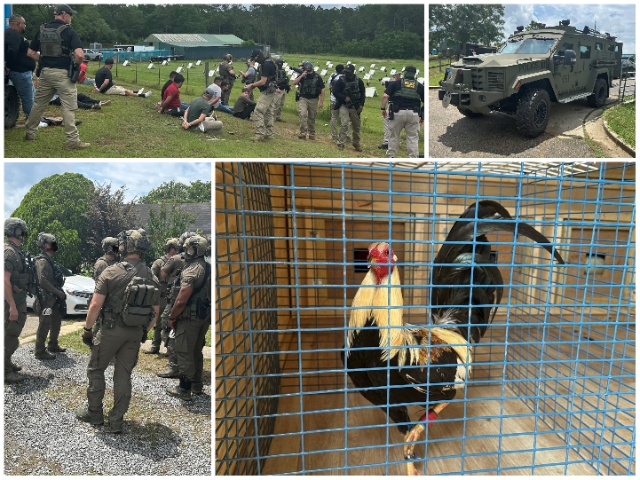 ICE Busts Cockfighting Operation in Mississippi. (U.S. Immigration and Customs Enforcement)