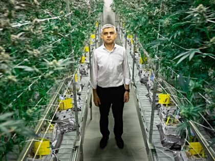 Legalise Weed Says London Mayor Sadiq Khan
