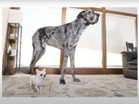 WATCH: Friendship Blooms When World’s Tallest and Smallest Dogs Meet for Playdate in Idaho