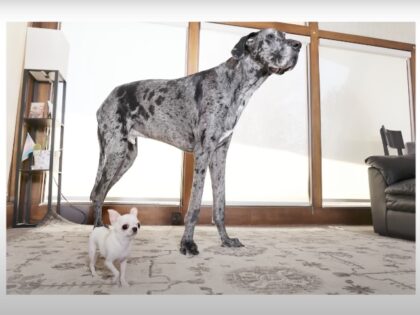 World's tallest dog meets world's smallest dog. Source: Guinness World Records YouTube