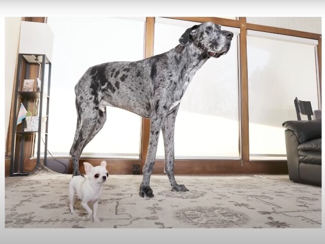 WATCH: Friendship Blooms When World’s Tallest and Smallest Dogs Meet for Playdate in Idaho