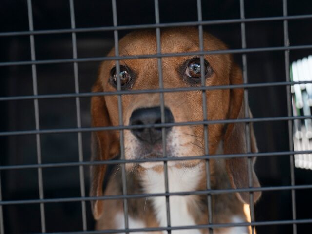 PORTLAND, ME SEPTEMBER 4: A beagle waits to be transferred to a van after being unloaded f