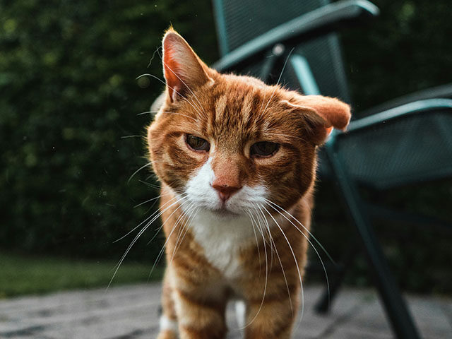 WATCH — ‘Bless His Little Heart!’: Florida Cat Escapes Vet and Journeys Nearly Th