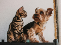 PETA Thanks Trump Admin for Ending Navy Testing on Dogs and Cats, Asks for Comprehensive Federal Ba