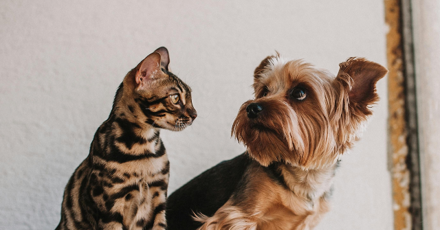 PETA Thanks Trump Admin for Ending Navy Testing on Dogs and Cats, Asks for Comprehensive Federal Ban