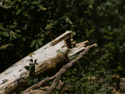 close up of tree trunk