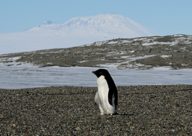 Adelie penguins, along with other seabirds such as Imperial Shags, expel large amounts of