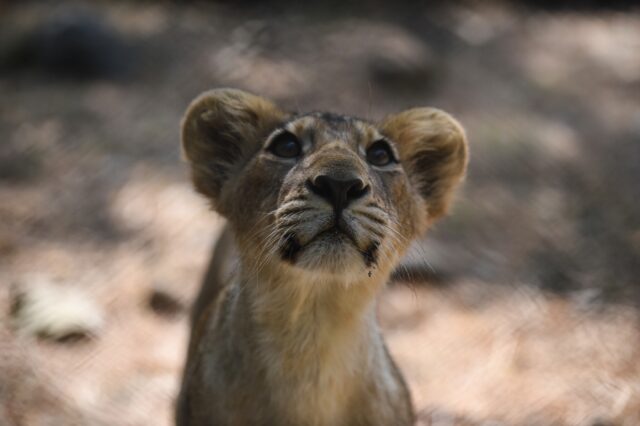 Asiatic lions are slightly smaller than their African cousins, and have a fold of skin alo