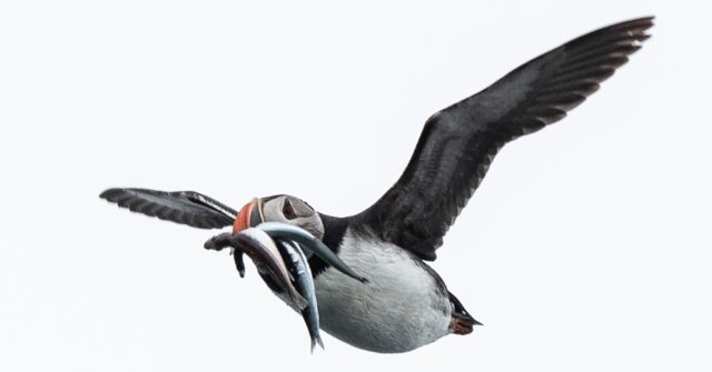 EU Court Rules UK Complies with Sandeel Fishing Ban, Future Negotiations Expected