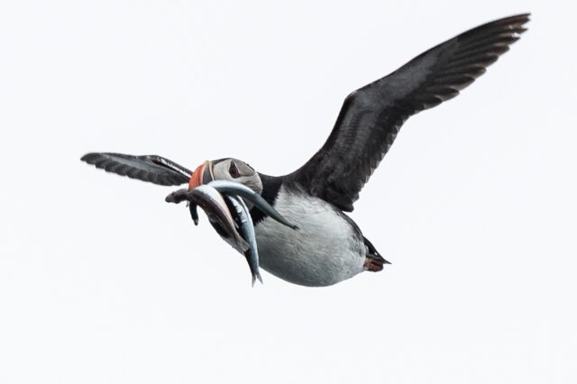 There was concern that a decline in sandeel stocks could harm puffins
