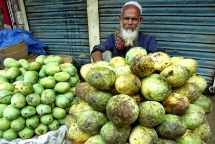 Export levels of mangoes from Bangladesh are small so far, just 50 tonnes in an initial ph