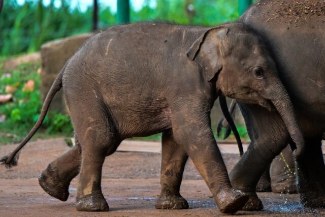 Killing or harming elephants is a criminal offence in Sri Lanka, which has an estimated 7,
